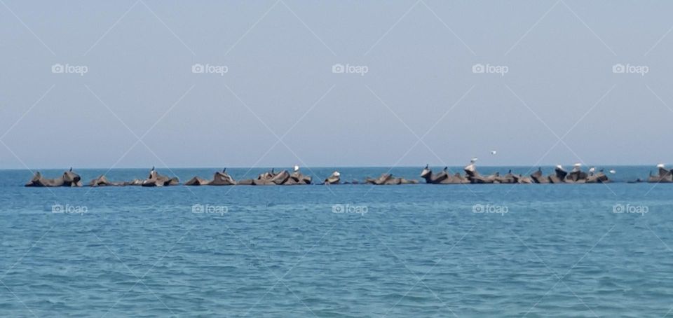 Gulls relaxing at the Black Sea