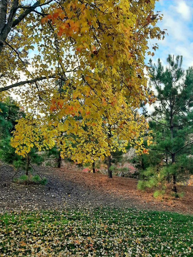 Golden season