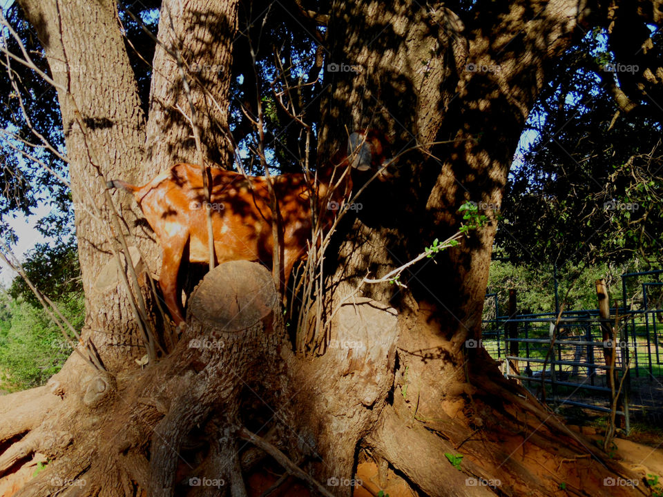 goat farm pic. 3. this Billy goat farm was located south of Graham Texas