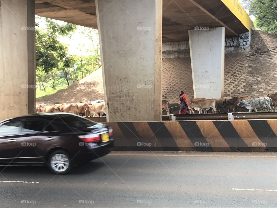 Maasai Moran with there domestic animals grazing on the roadside.They have the best breeds for sale and also for daily products photo by me and my friends