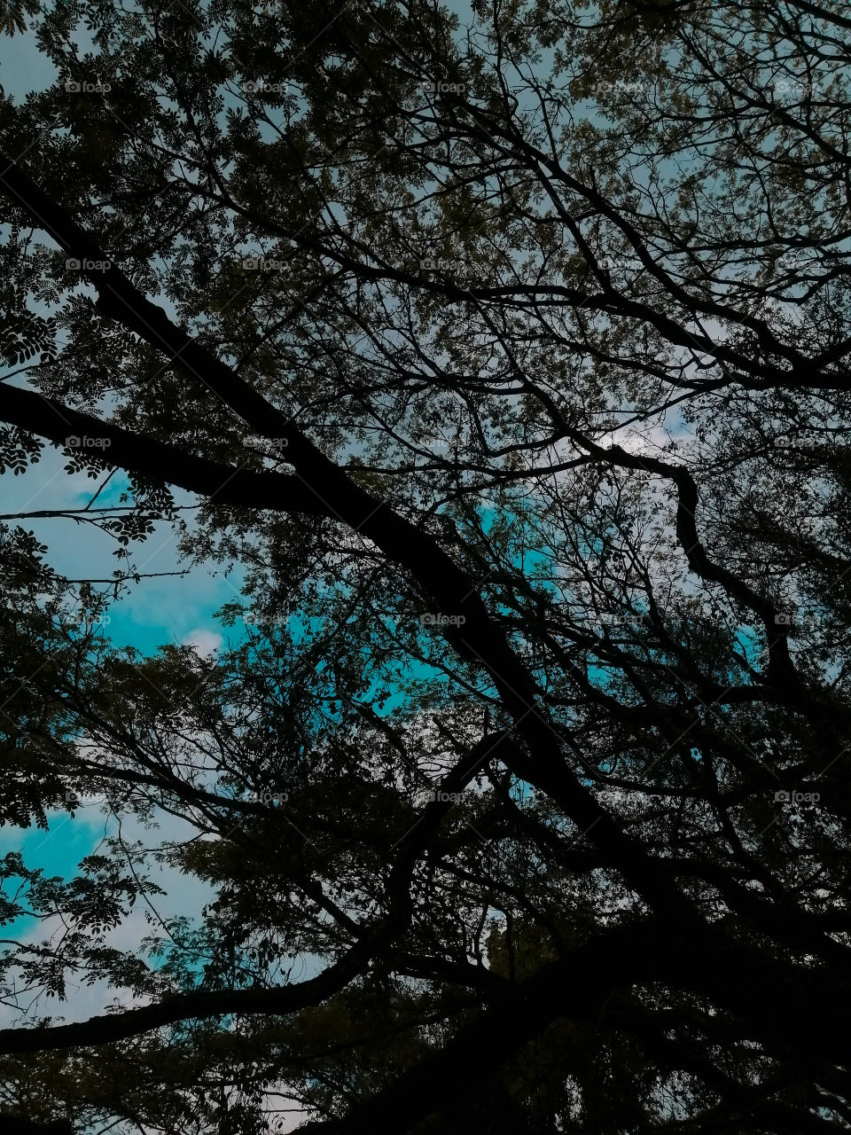 Big tree and blue sky