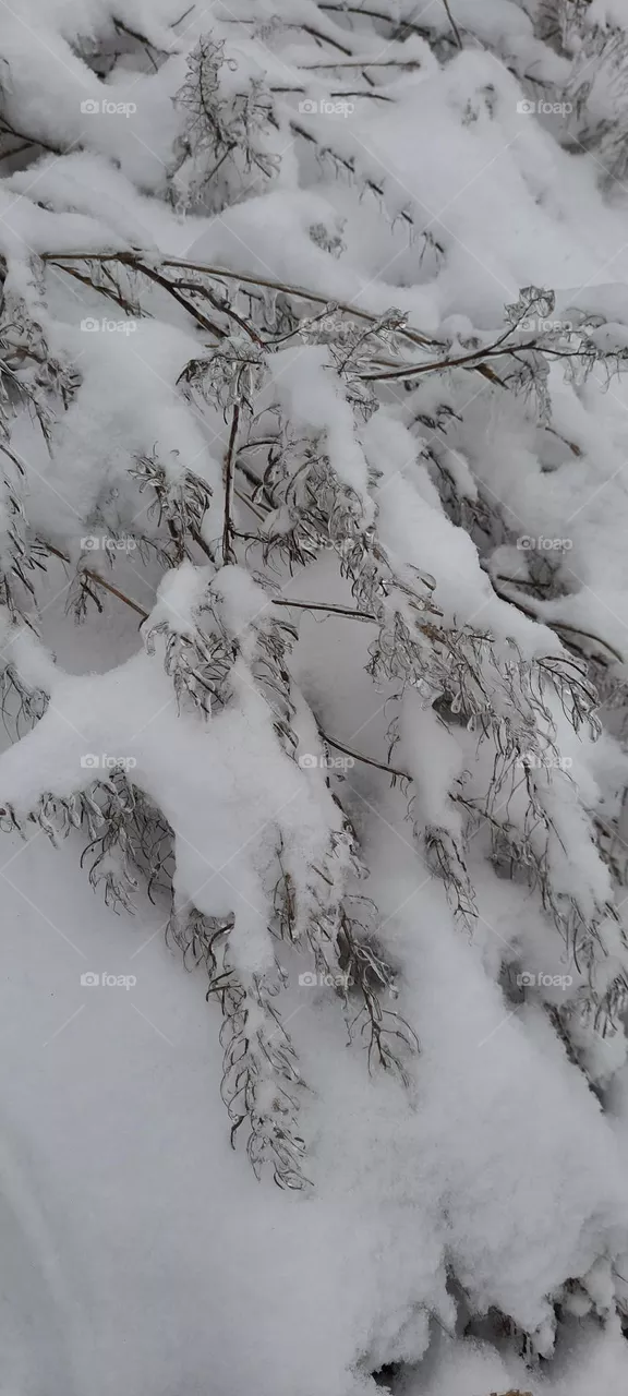 winter silver