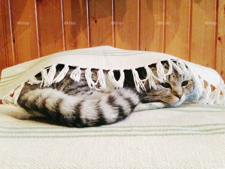 Funny kitten under the carpet 