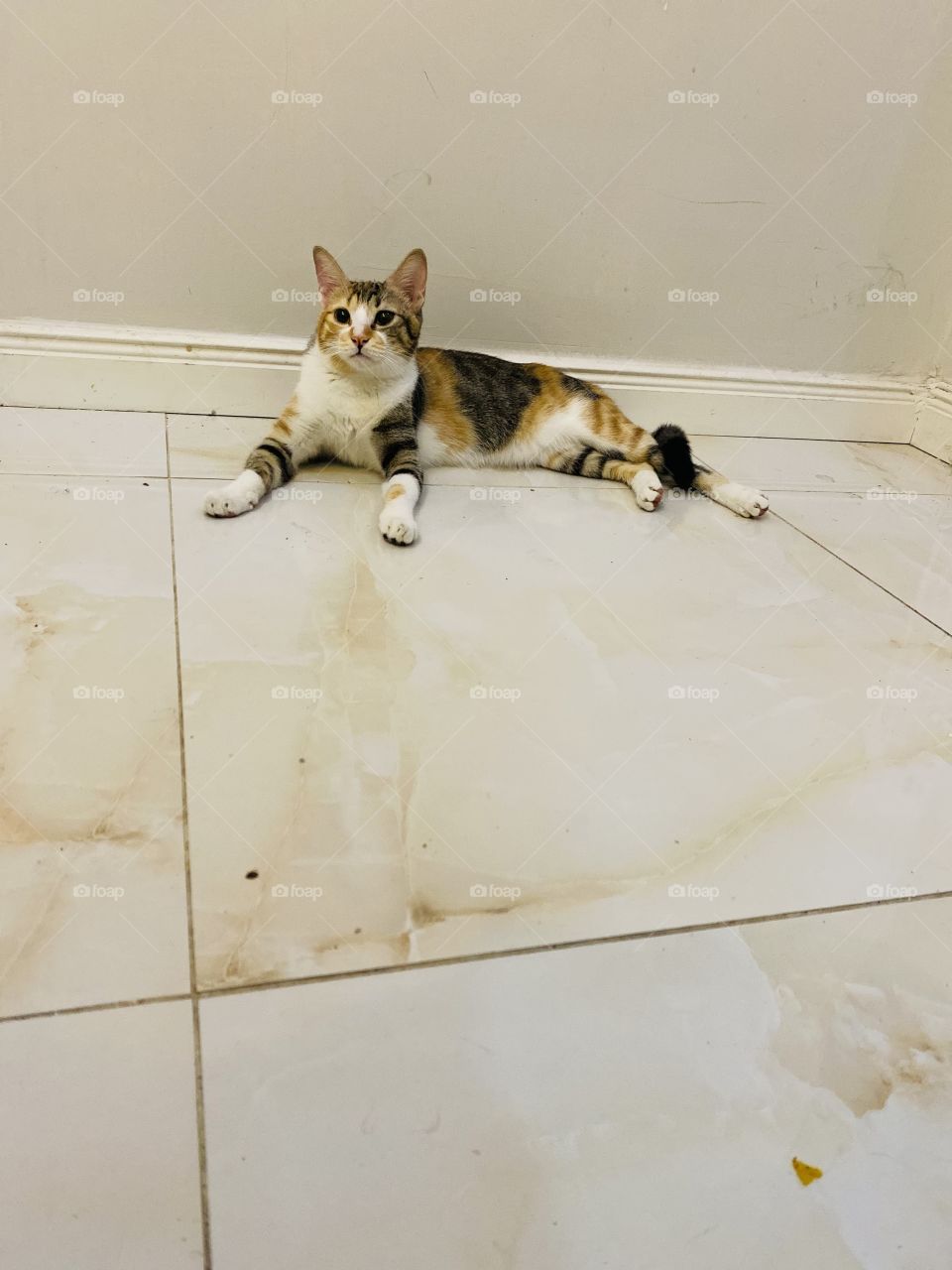 Angry cat all day 😾