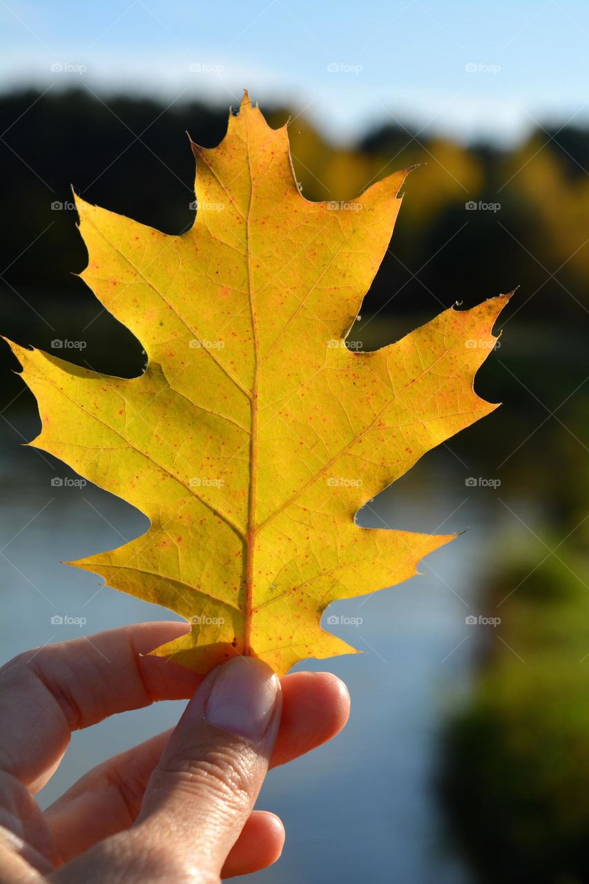 yellow 💛 maple 🍁 leaf in the hand