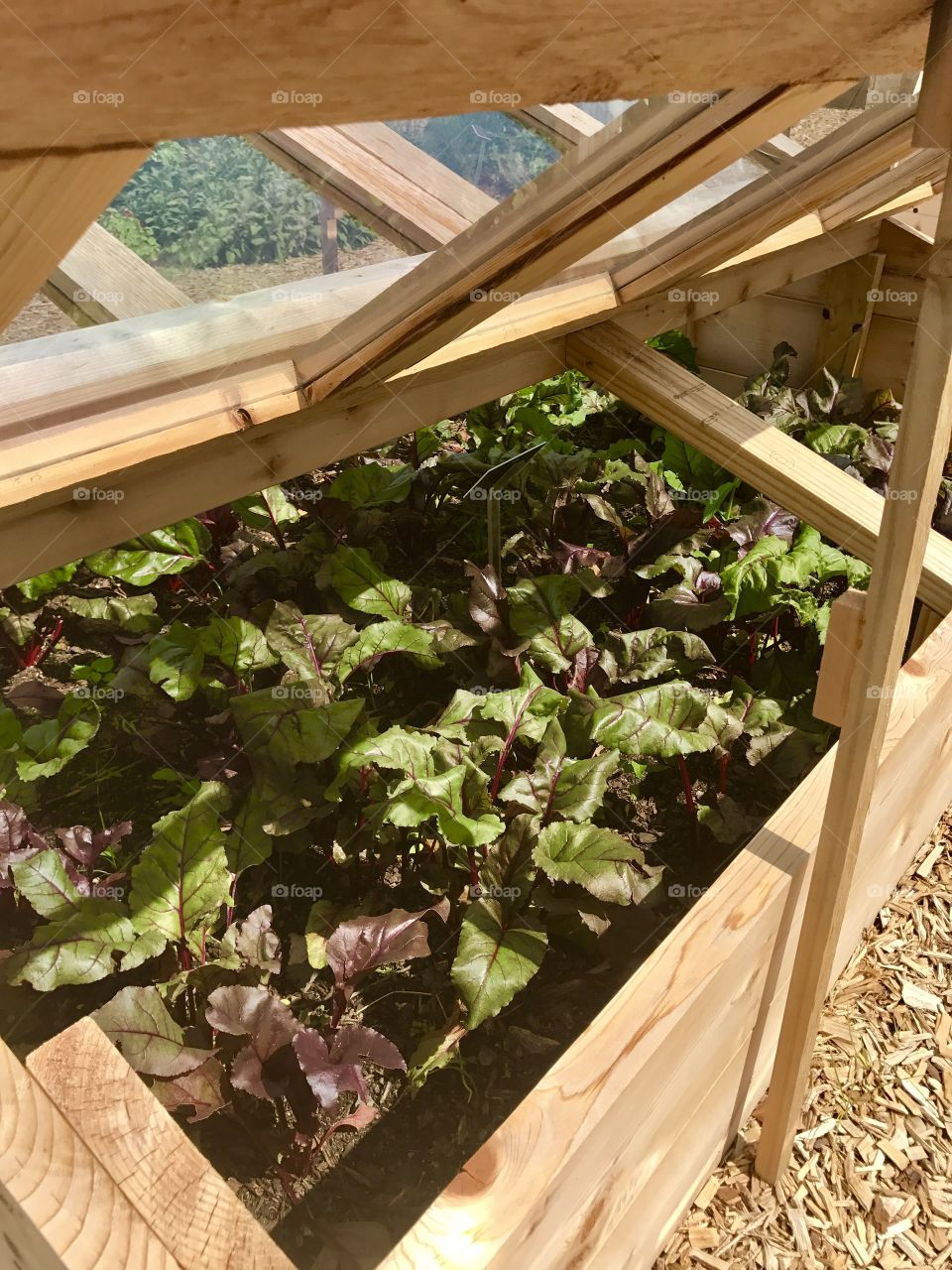 Gardening Box of Greens