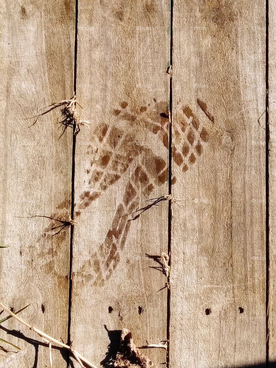 wet shoe print