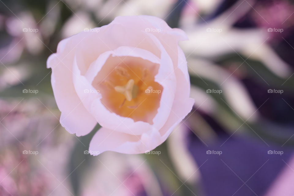 White Tulips 
Springs 
California Flower