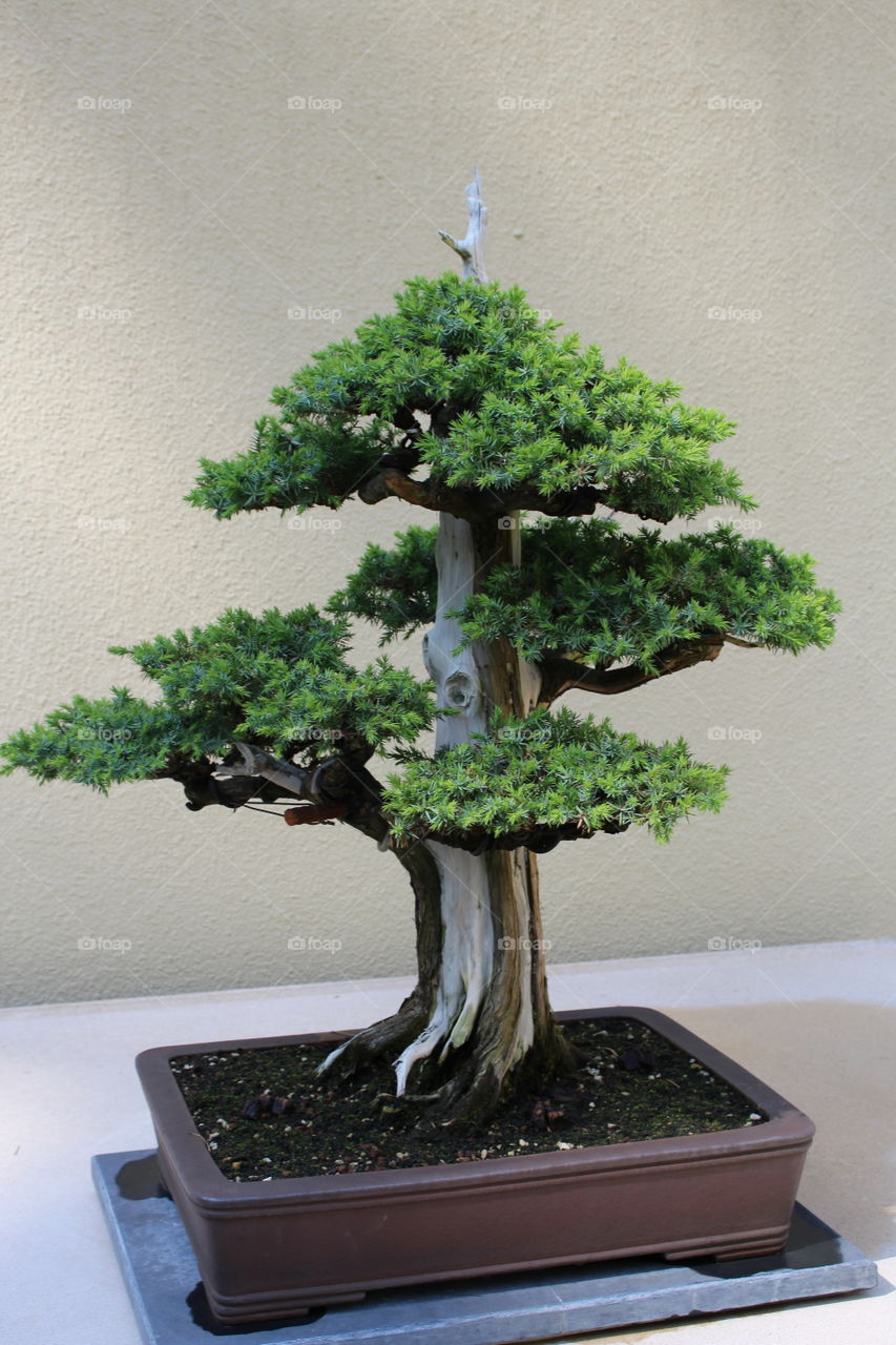 bonsai