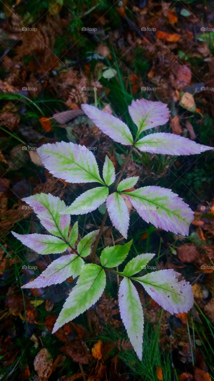 forest plant