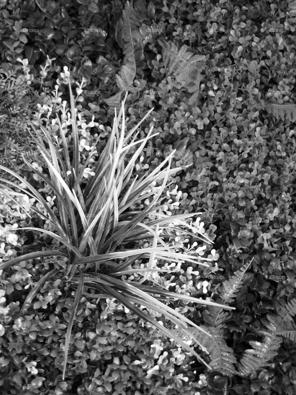 BnW tiny vegetation design , REALLY