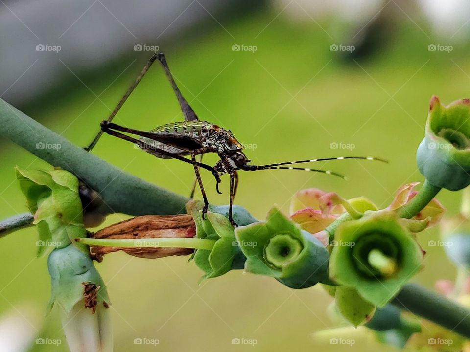 Scudder's Bush Katydid nymph cleaning its foot while standing on a blueberry Bush.