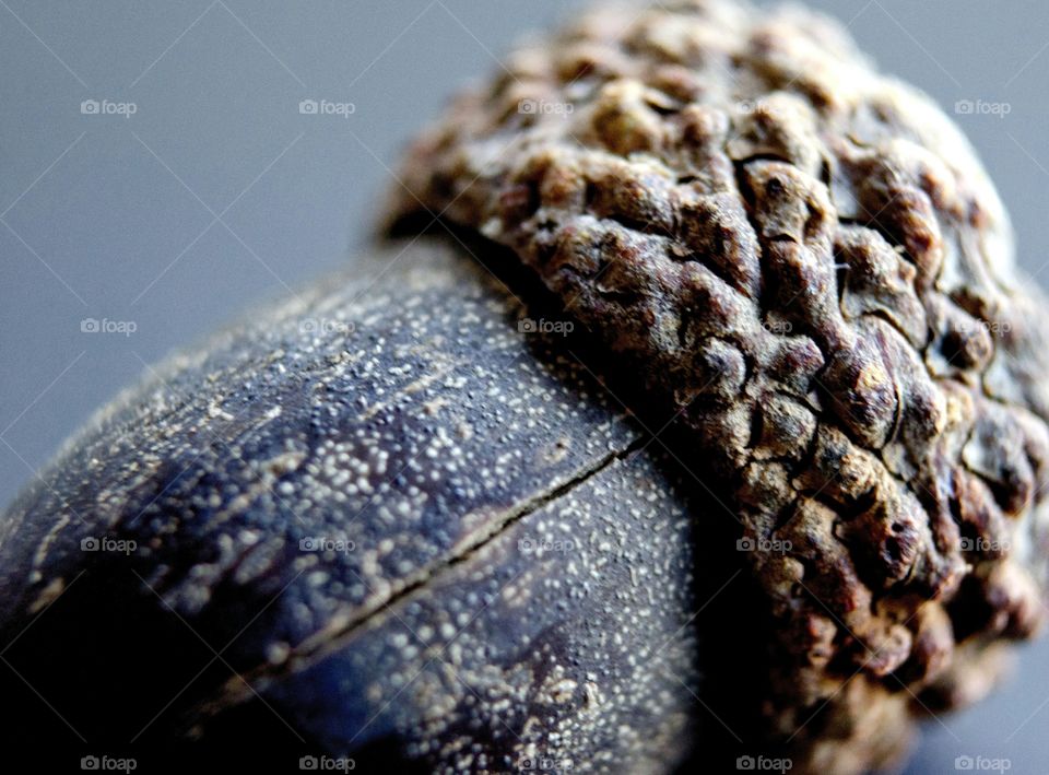 acorn closeup