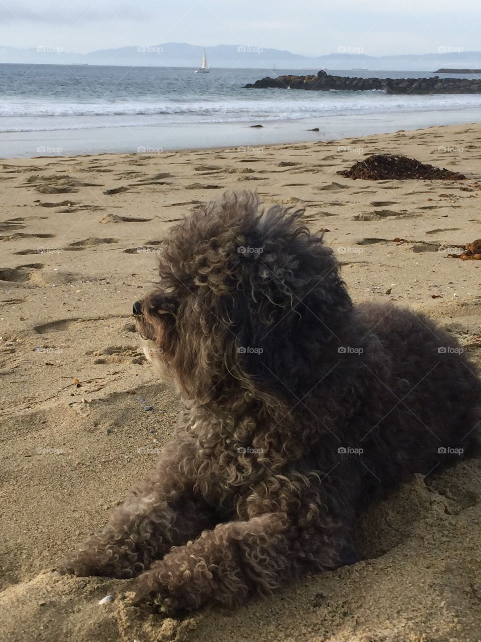 Izzy on the Beach