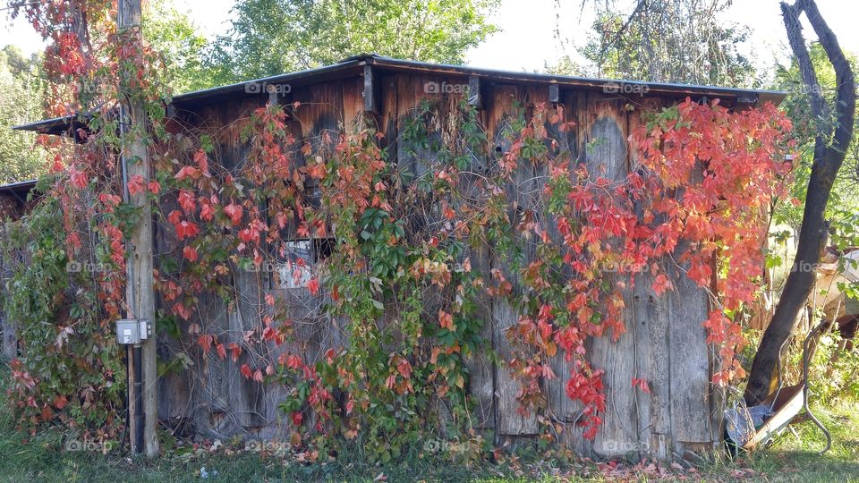 Red autumn leaves on workshop