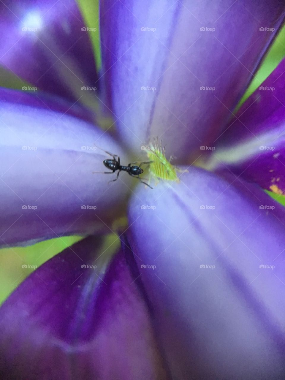 Ant in iris