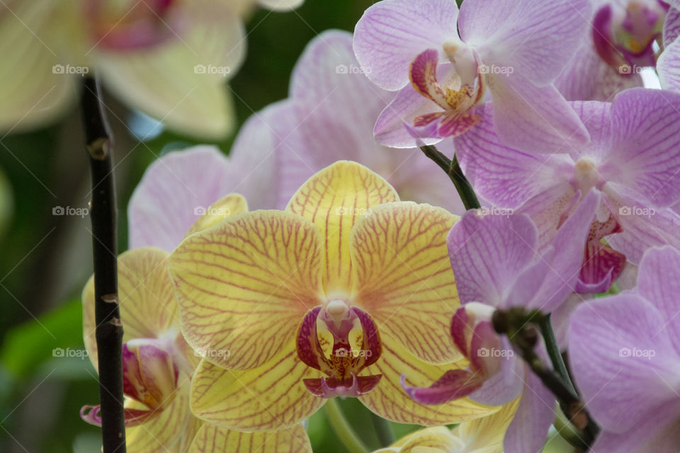 yellow lone orchid