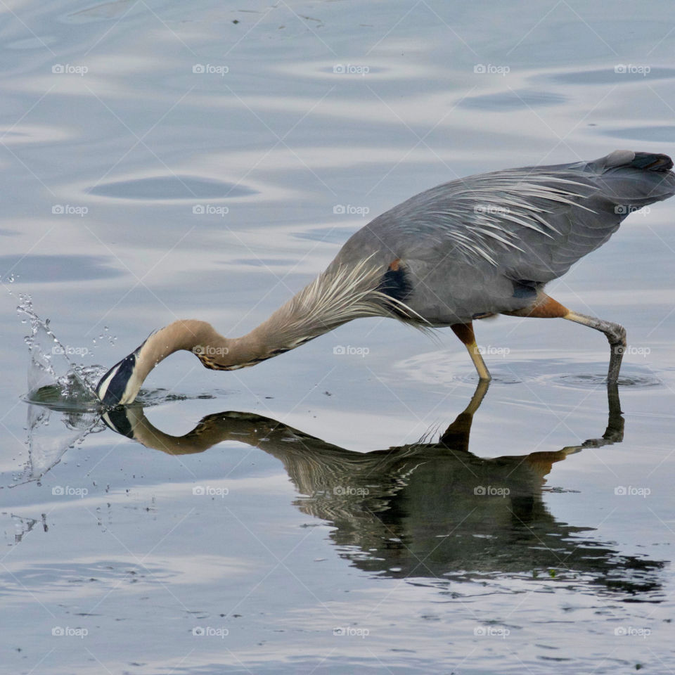 Reflection of Great Blue Heron catching fish