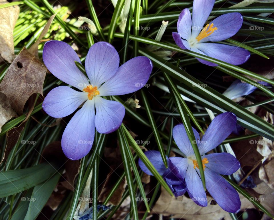 Springtime flowers beginning to bloom 