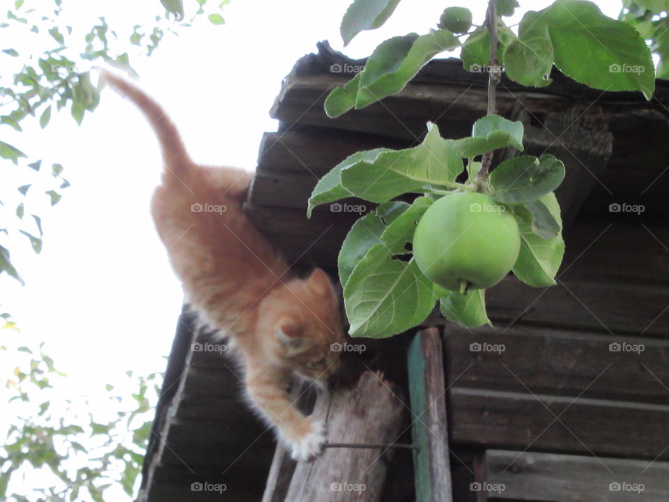 kitten in the barn