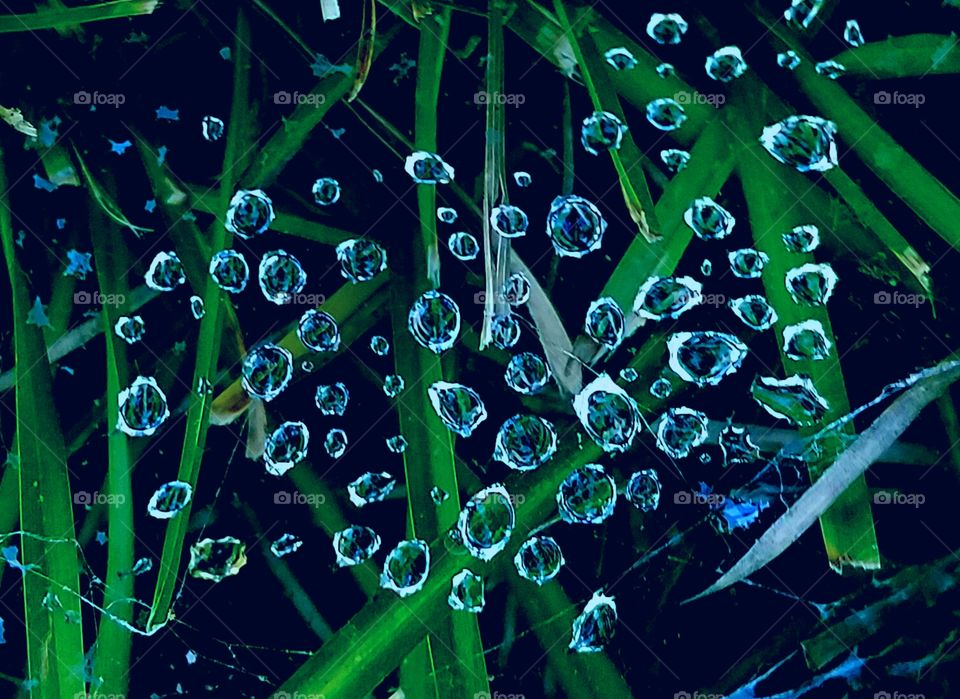 Closeup of dew drops on web in grass