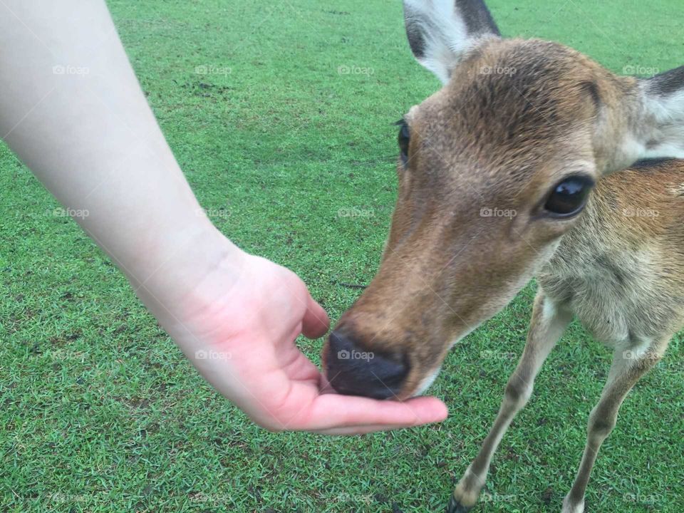 A deer in nara eating a deer treat from human palm