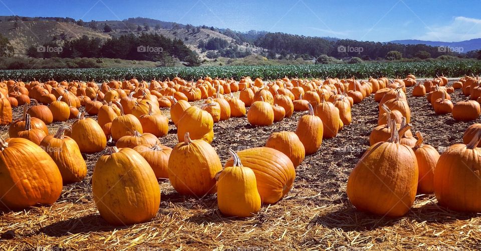 Pumpkin patch in the fall