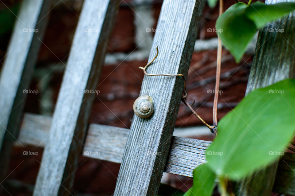 Snail on Wood trellis in garden closeup gardening symmetrical textures on brick wall  