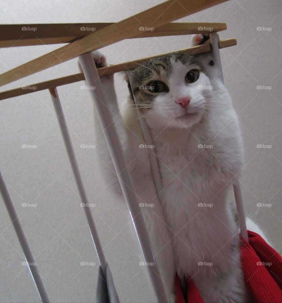 From the Ground Up: crazy cat balancing on a clothes rack looks down through the slats. He used to zoom around the house and jump on the clothes racks in an attempt to get attention ๐