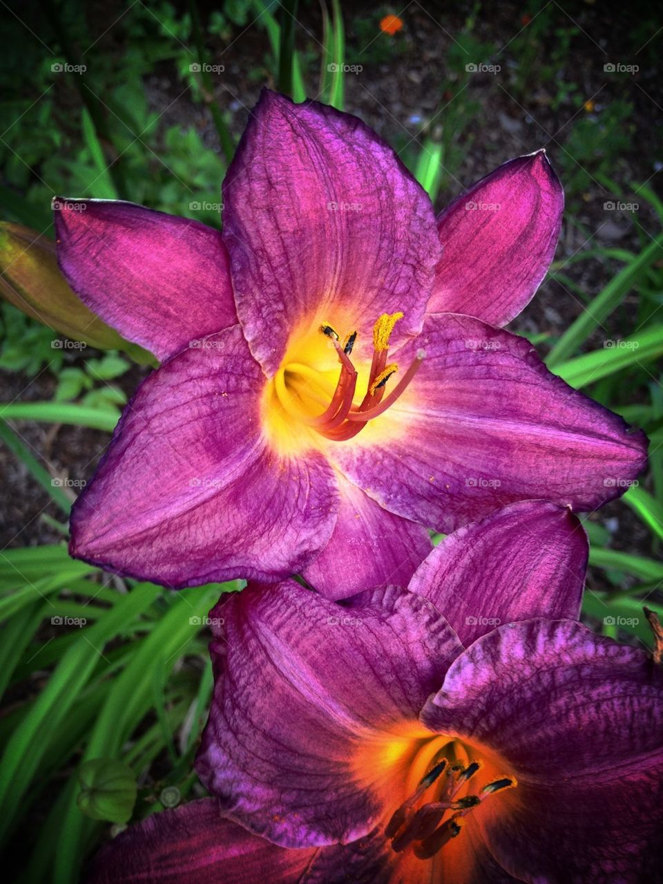 Pink Summer Flowers