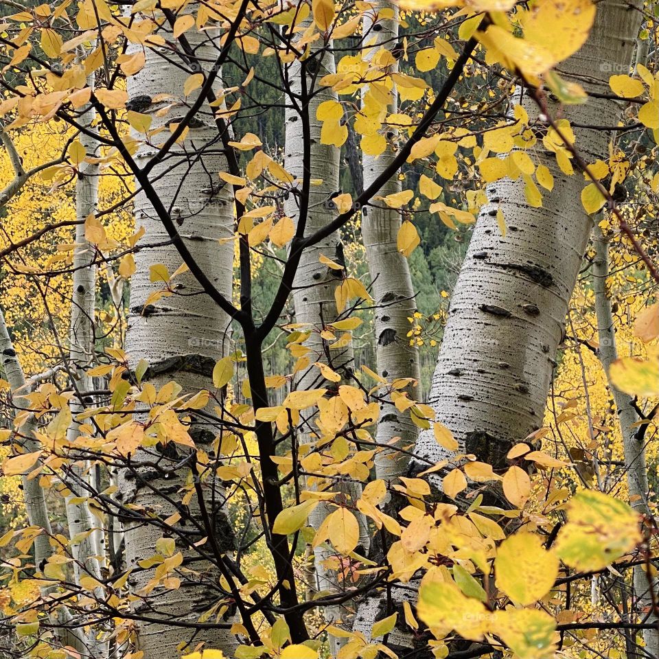 Plentiful aspens