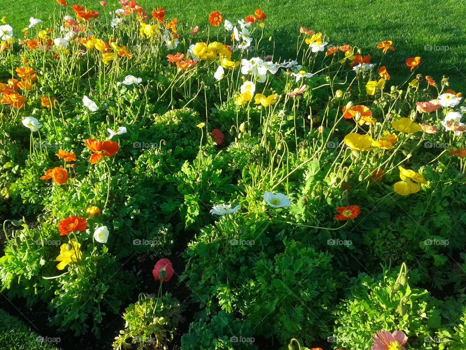 poppys