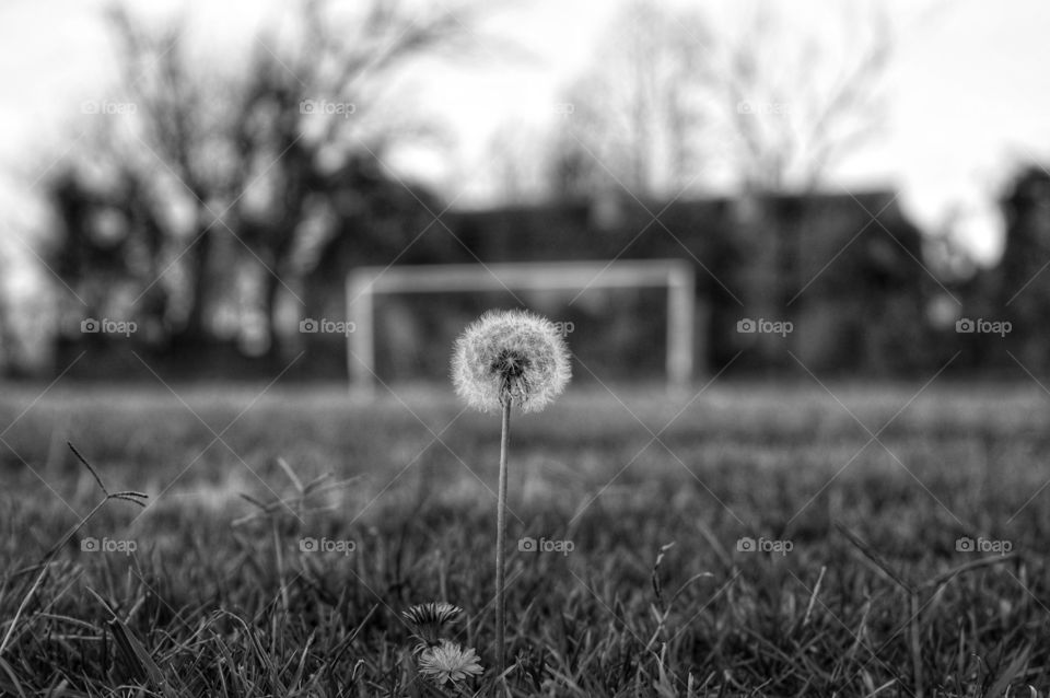 Monochrome, Field, Grass, Nature, Hayfield
