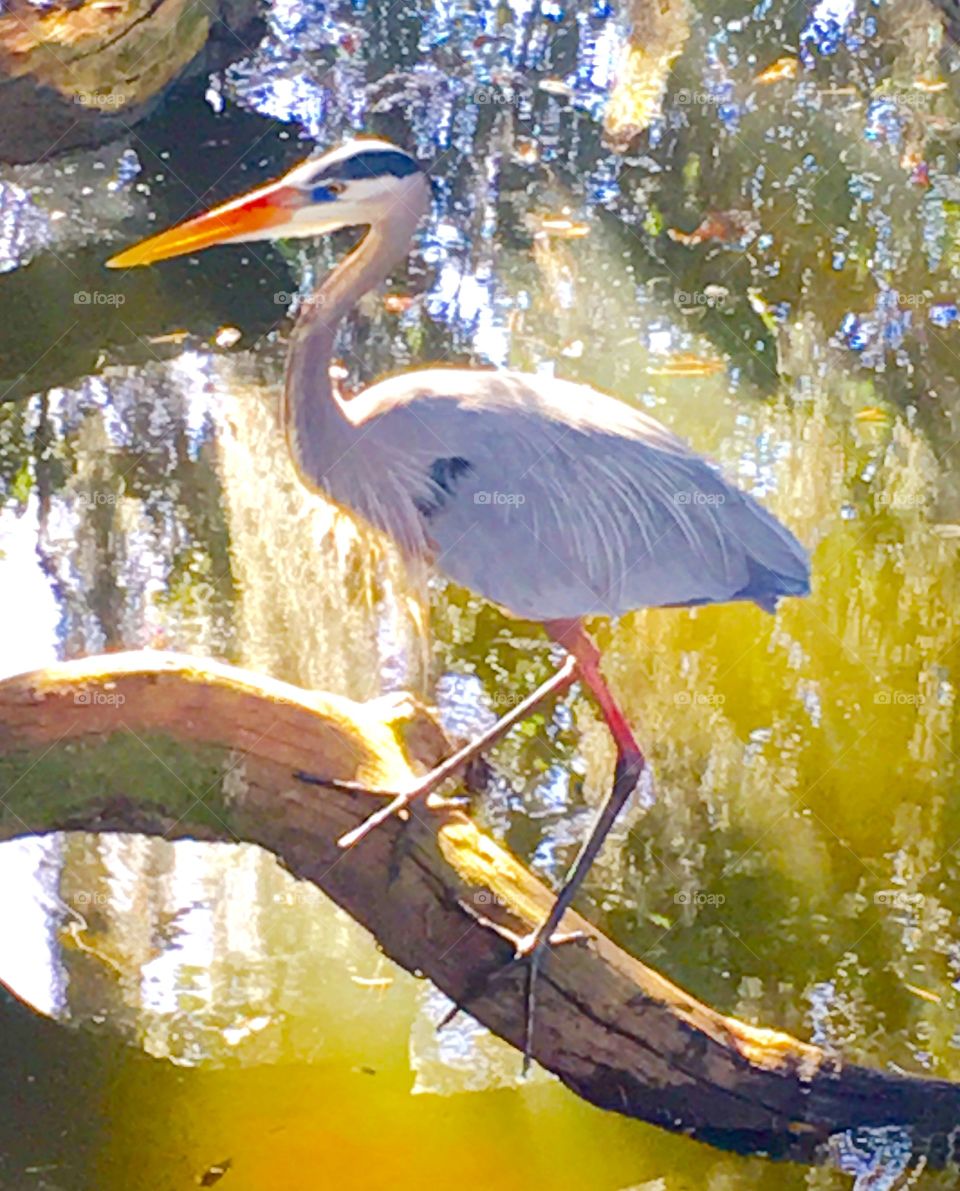 Blue heron