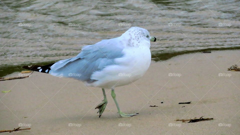 Seagull a walk along the beach