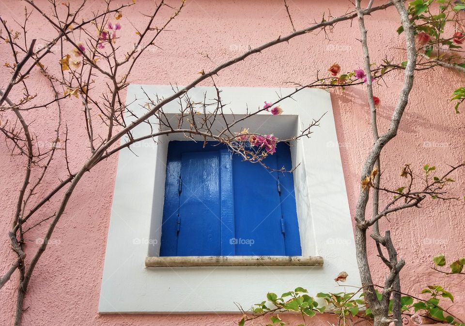 Few flowers showed up !