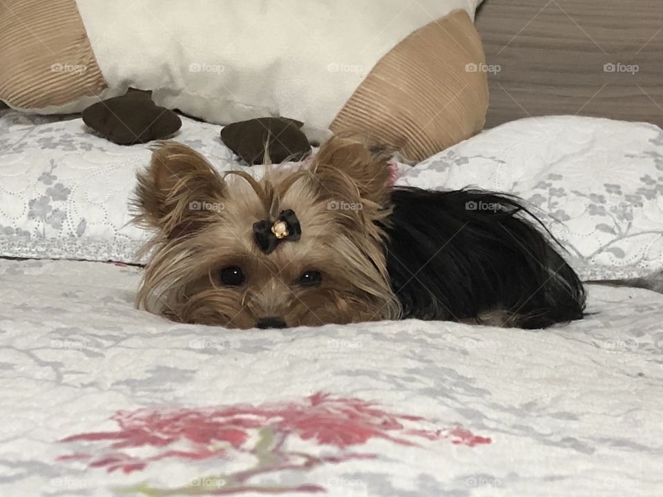 Dog, Yorkshire Terrier on the bed