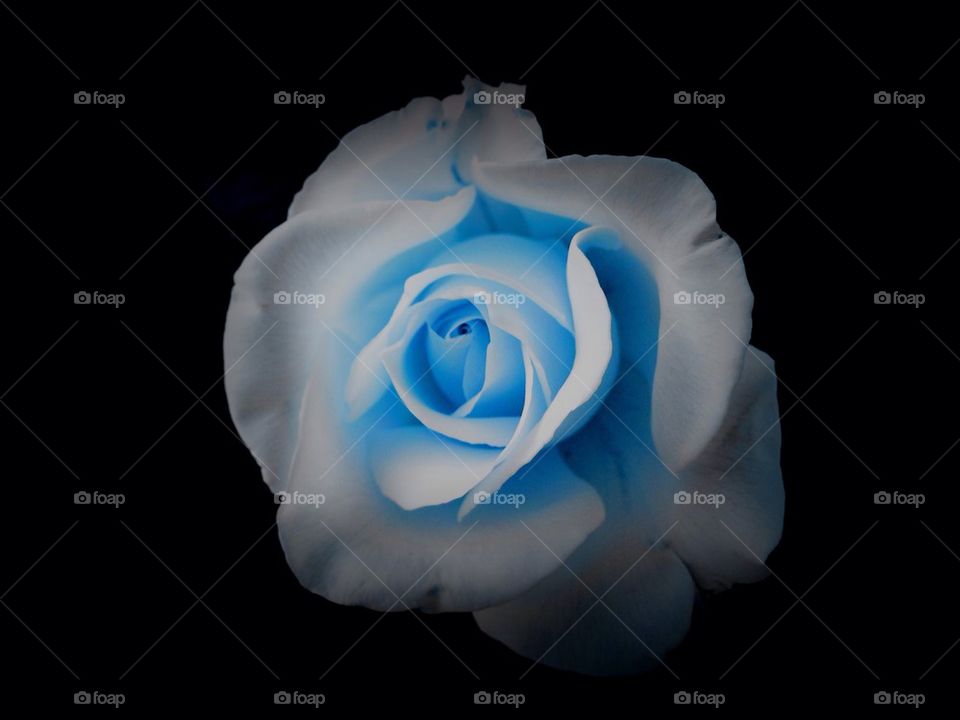 Blue rose
