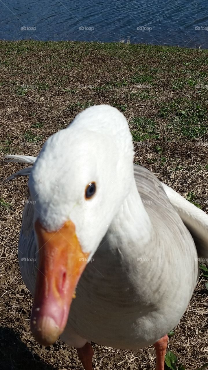 Goose at lake, wanting crackers