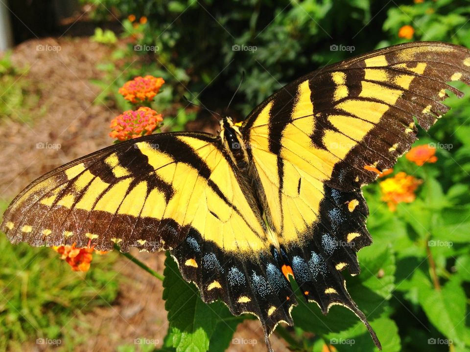 Eastern Tiger Swallowtail 