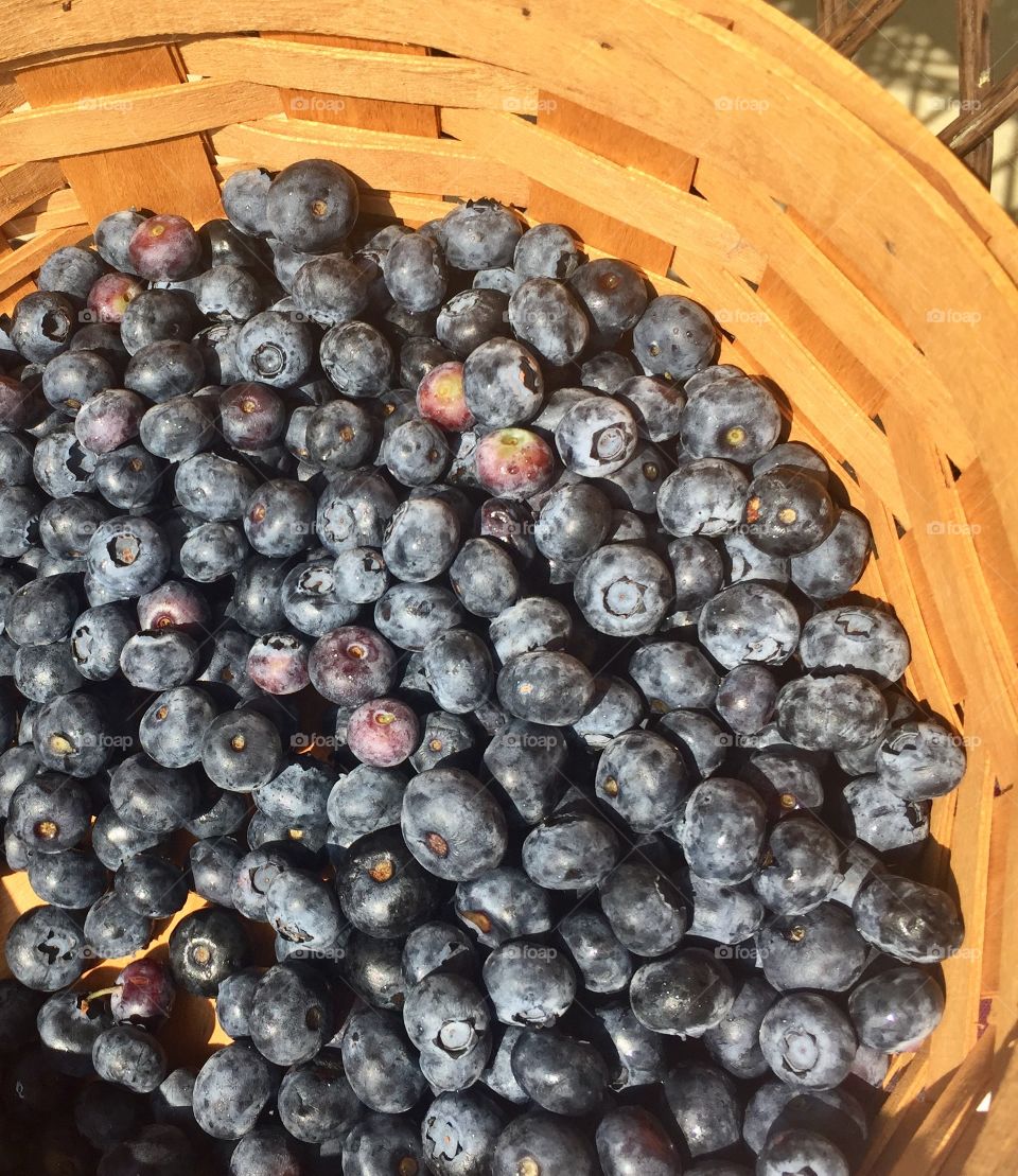 Fresh blueberries