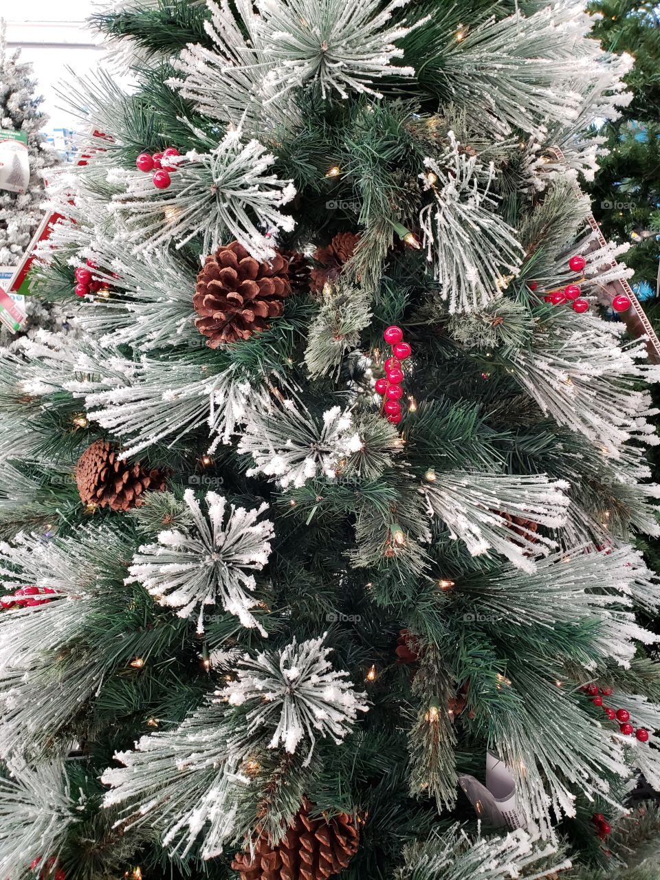 Christmas tree frosted