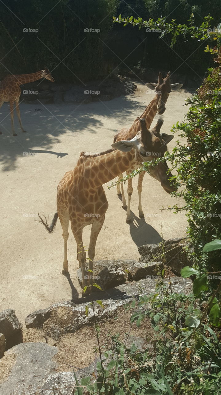 Wildlife, Mammal, Nature, Giraffe, No Person