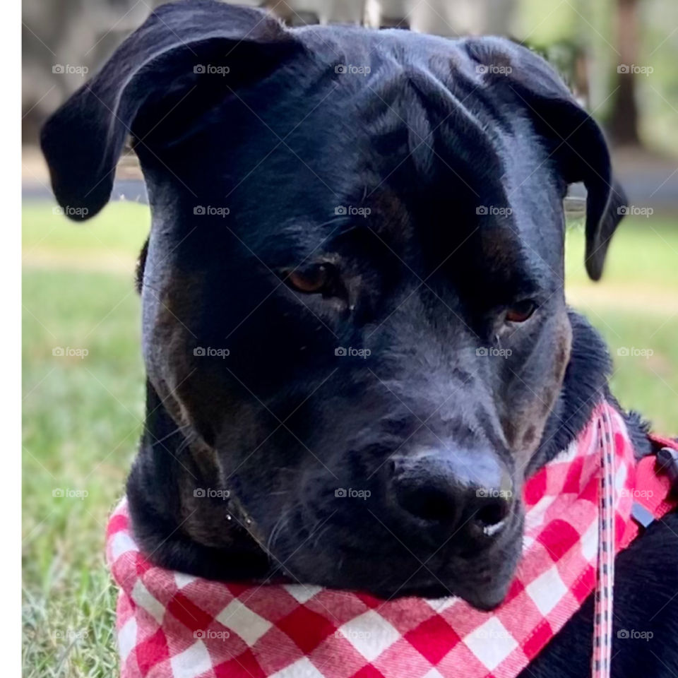 Dog Ready For A Picnic 