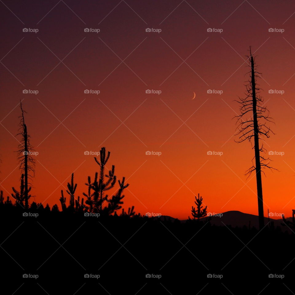 Pine trees silhouetted against a rich dark red and orange sky that is nearly dark at twilight in Central Oregon on a summer day. 