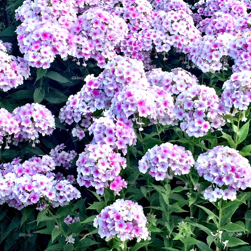 Tall Garden Phlox