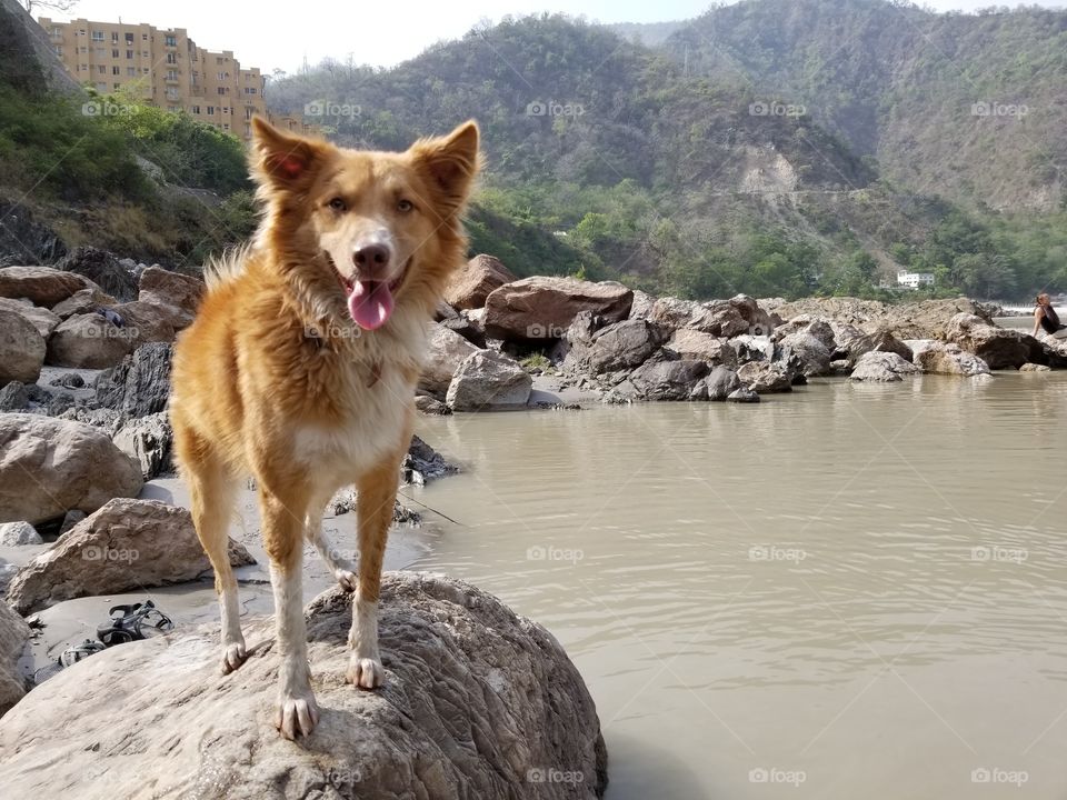 dog and river