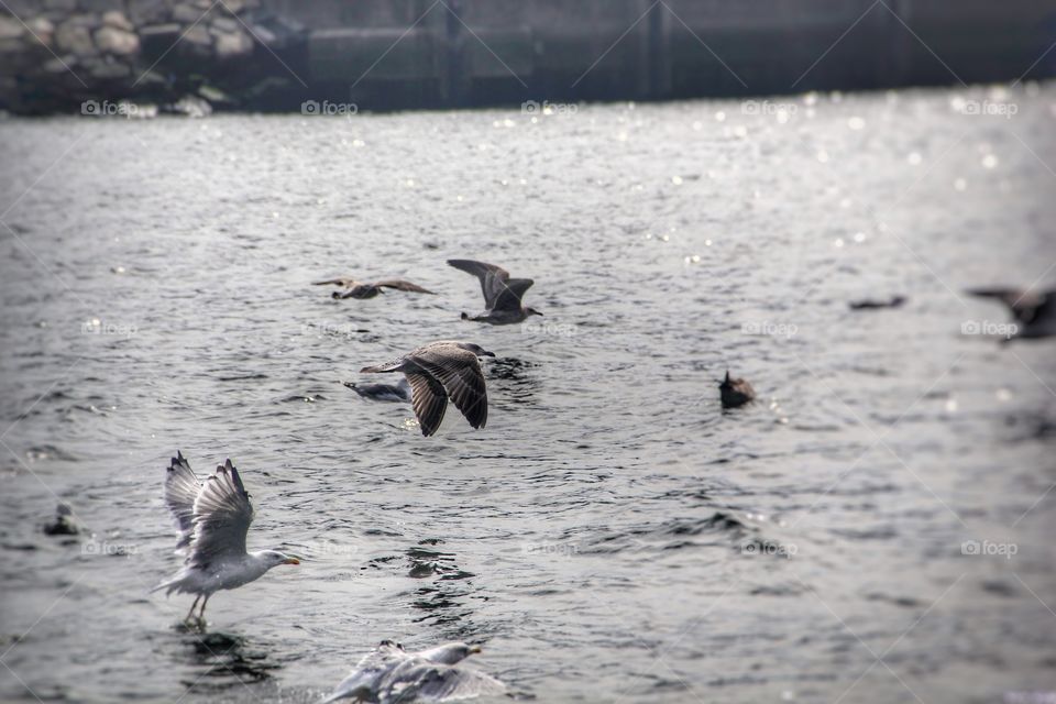 Seagulls over Duoro river in Porto