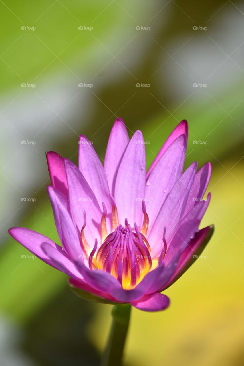 pink lotus on blur background.