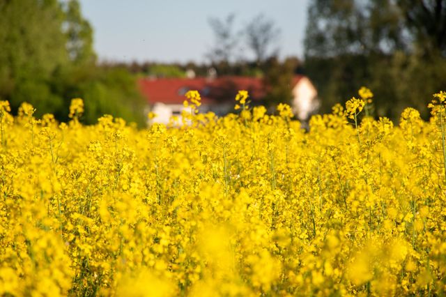 Blooming Rape Field